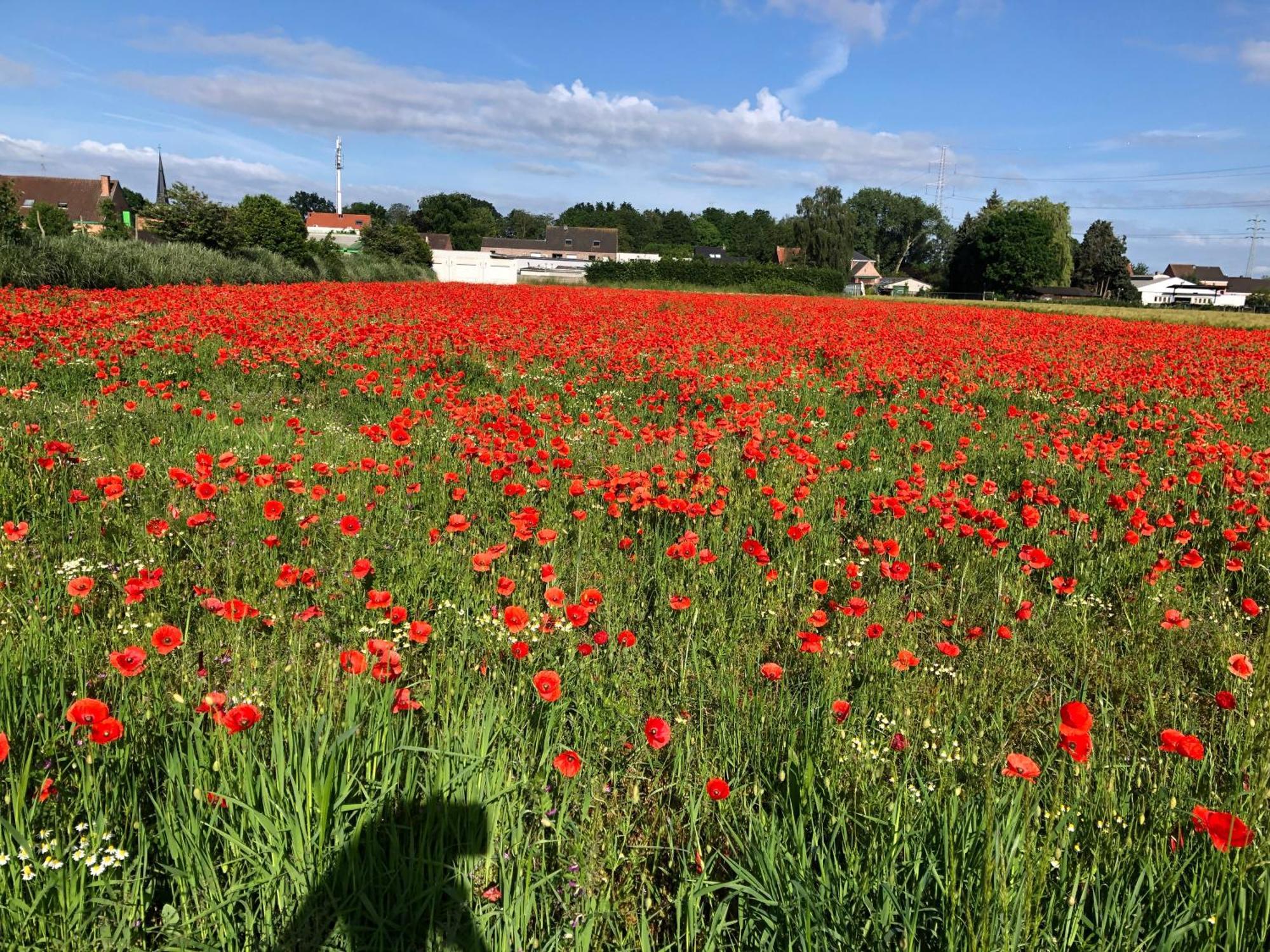 Vakantiewoningeikenhof ロンデルゼール エクステリア 写真